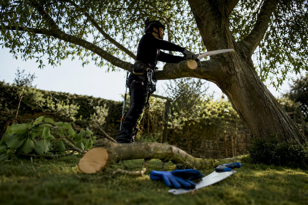 Tree surgeon pruning branch in Irish garden